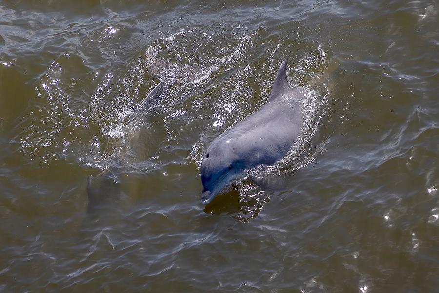 Marine Mammal Image